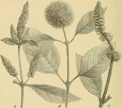 Image result for Cyathula orthacantha