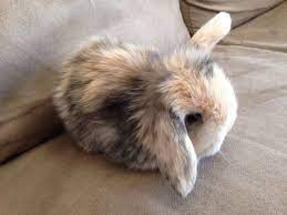 Pure Bred Harlequin Cashmere Mini Lops Rabbits Gumtree Australia Hepburn Area - Daylesford 1082874350 Mini Lop Rabbit Mini Lop Cute Animals