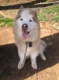 There is a black-and-white what looks to be a Chihuahua walking near, save  more and true value in Canton could not stop to try and see if it would  come to me,