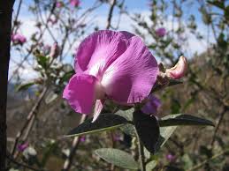 Image result for Podalyria