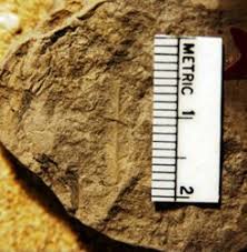 Image result for Gleichenia elongata