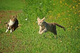 It implies that underneath all that fur is a happy and healthy cat. How Fast Can A Cat Run What You Need To Know