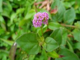 Image result for Boerhavia diffusa