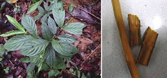 Image result for Lasianthus kilimandscharicus