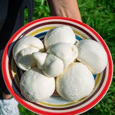 How to make Homemade Fresh Mozzarella like an Italian