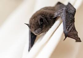How to put screws into. Top 4 Best Ultrasonic Bat Repellers Updated For 2021
