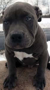 The american pit bull terrier is loyal, tough on itself, and tenacious. Xxl Blue Nose Pitbull Puppy Pitbull Puppies Pitbull Puppies For Sale Blue Nose Pitbull Puppies