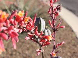 Image result for Crotalaria confertiflora