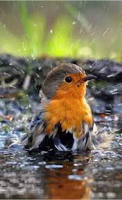 Adorable Don T Know Its Name Beautiful Birds Bird Pictures Bird Photography