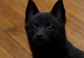 Pin On My Shadow The Schipperke