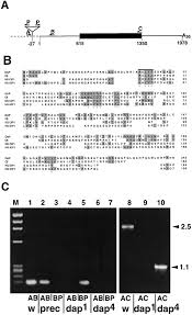 Check spelling or type a new query. Dacapo A Cyclin Dependent Kinase Inhibitor Stops Cell Proliferation During Drosophila Development Cell