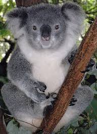 Koala Bears With Human Fingerprints Trivial Tuesday Koala Bear Koalas Koala