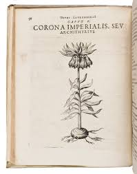 Image result for Laurembergia