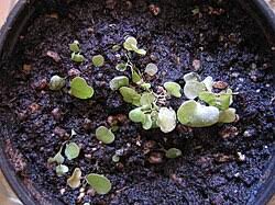 Image result for Utricularia baoulensis