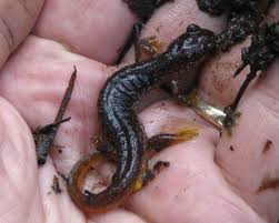 Image result for Bothriocline ruwenzoriensis