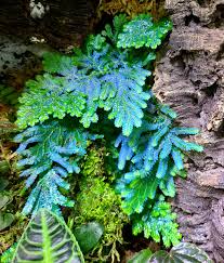 Image result for Selaginella kivuensis