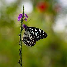 Bhaskar Sitholey On Instagram The Blue Tiger Butterfly Butterfly Butterfly Butterflypark Butterfly N Fl Butterfly Park Blue Tigers Instagram