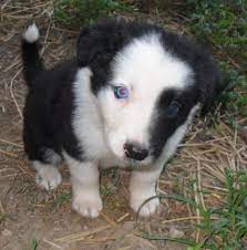 Border Collie Puppy I Love The Half White Face And The Blue Eyes This Is What Scout S New Sibling Will Look Like