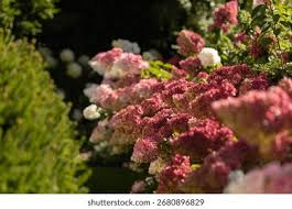 Image result for hydrangea paniculata vanille fraise