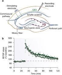 With adobe spark post, you can choose from a wide. Stress Depression And Neuroplasticity A Convergence Of Mechanisms Neuropsychopharmacology