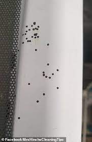 Check spelling or type a new query. Terrifying Truth Behind Tiny Black Dots That Pop Up On Your Ceiling And Kitchen Tiles Daily Mail Online