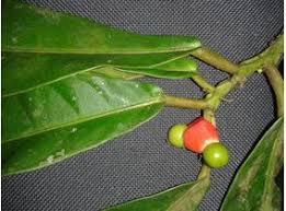 Image result for Heisteria