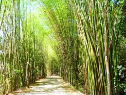 Keep good memory 3 year for volunteer in huahin. Street To Temple Tam Saeng Khaew Picture Of Amnat Charoen Province Thailand Tripadvisor