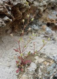 Image result for Tridactyle tridactylites