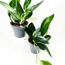 Image result for Fuirena sagittata