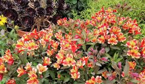 Check spelling or type a new query. The Alstromeria Are Flowering With Rasell S Nurseries