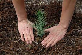 What season does a pine tree grow best in? Learn How To Grow Pine Trees From Seeds