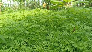 Manfaat Daun Kenikir Daun kenikir atau ...