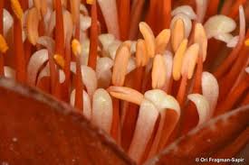 Image result for Scadoxus membranaceus