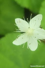 Image result for Rubus repens