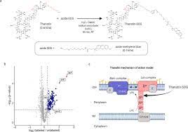 The dye is moderately hydrophilic. Light Mediated Discovery Of Surfaceome Nanoscale Organization And Intercellular Receptor Interaction Networks Biorxiv