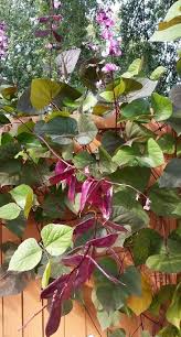 Image result for Lablab