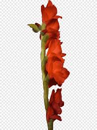 Check spelling or type a new query. Gladiol Memotong Bunga Hyacinth Batang Tanaman Gladiol Bunga Hydrangea Png Pngegg