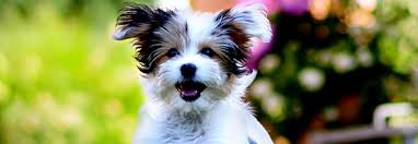 It is a condition that needs to be treated by your veterinarian as soon as possible. Why Too Much Supplementation Can Be Toxic To Your Dog Vetericyn