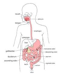 The digestion process also involves creating waste to be eliminated. Overview Of The Digestive System Children S Wisconsin