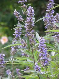 Image result for Vitex strickeri