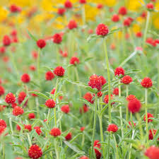 Our mission is to improve and revitalize lives and communities through partnership, research, education and the responsible use of our products as a natural means to alleviate symptoms and improve our patients' quality of life. Globe Amaranth Strawberry Fields Gomphrena Haageana Seeds Select Seeds