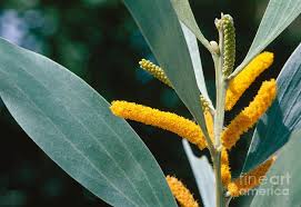 Image result for Acacia auriculiformis