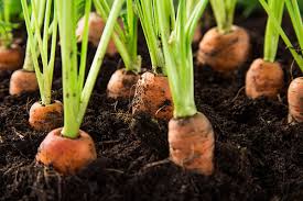 · to avoid weeds, plant your veggies close together and use a mulch. Easiest Vegetables To Grow In Your Home Garden Home Matters Ahs