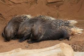 The north american porcupine is the only species that lives in the u.s. Hunting Porcupines Good Eating In The Wild Survivopedia