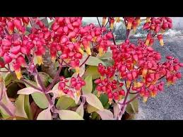 Voce Conhece A Flor Da Kalanchoe Colombiana Corroma Youtube Suculentas Flores Cactos E Suculentas