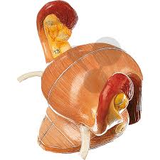 Die männlichen geschlechtsorgane werden wie die weiblichen geschlechtsorgane in äußere und innere geschlechtsorgane unterteilt. Innere Weibliche Geschlechtsorgane Somso Modell Conatex Lehrmittel