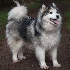 The 20 Smartest Dog Breeds Most Intelligent Types Of Dogs Download all dog images and use them even for commercial projects. the 20 smartest dog breeds most