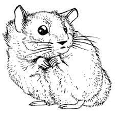 Look into my big eye. Top 25 Free Printable Hamster Coloring Pages Online