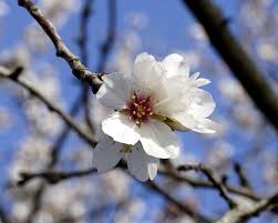 Fiori alberi primavera / alberi del fiore della primavera. Primavera Anticipata In Puglia Mandorli Gia In Fiore L Allarme Di Coldiretti Il Resto Del Gargano Fiori Alberi In Fiore Primavera