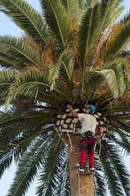 Before You Get Started With The Task Of Pruning Your Beautiful Palm Trees To Achieve The Perfect Tropical Look Growing Tree Succulent Gardening Garden Pictures